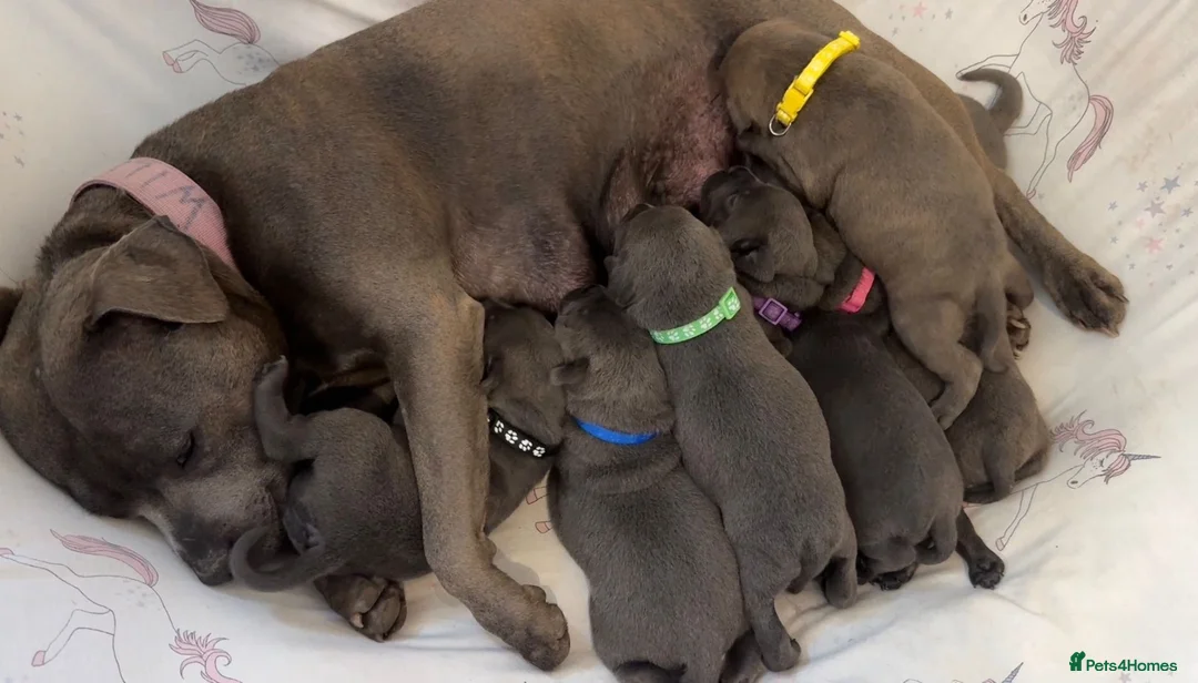 Staffordshire Bull Terrier dogs for sale: KC Registered Staffy Puppy (Last Girl!) - Advert 2