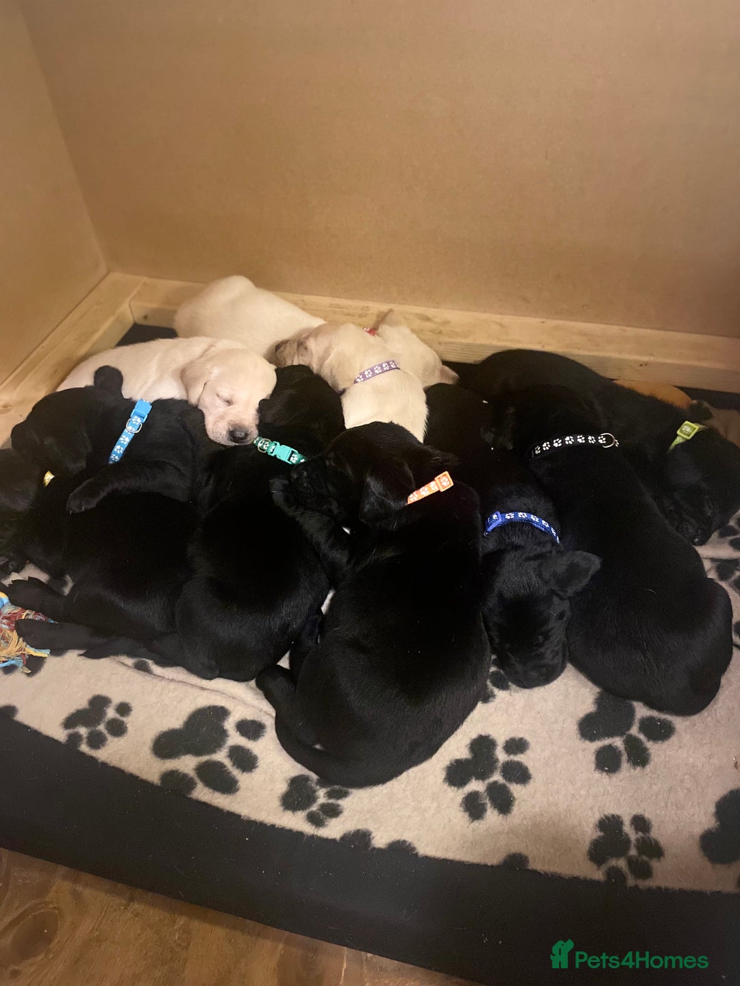 Labrador Retriever dogs for sale: Labradors  - Image 1