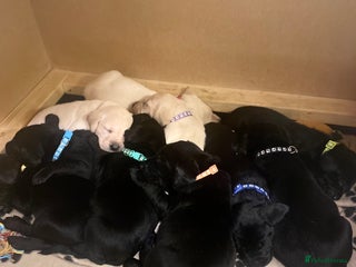 Labrador Retriever dogs - Advert 21