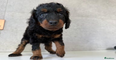 Cockapoo dogs - Advert 4