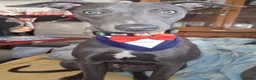 Whippet dogs for sale: Handsome blue boy for sale in Ashton-under-Lyne - Advert 5
