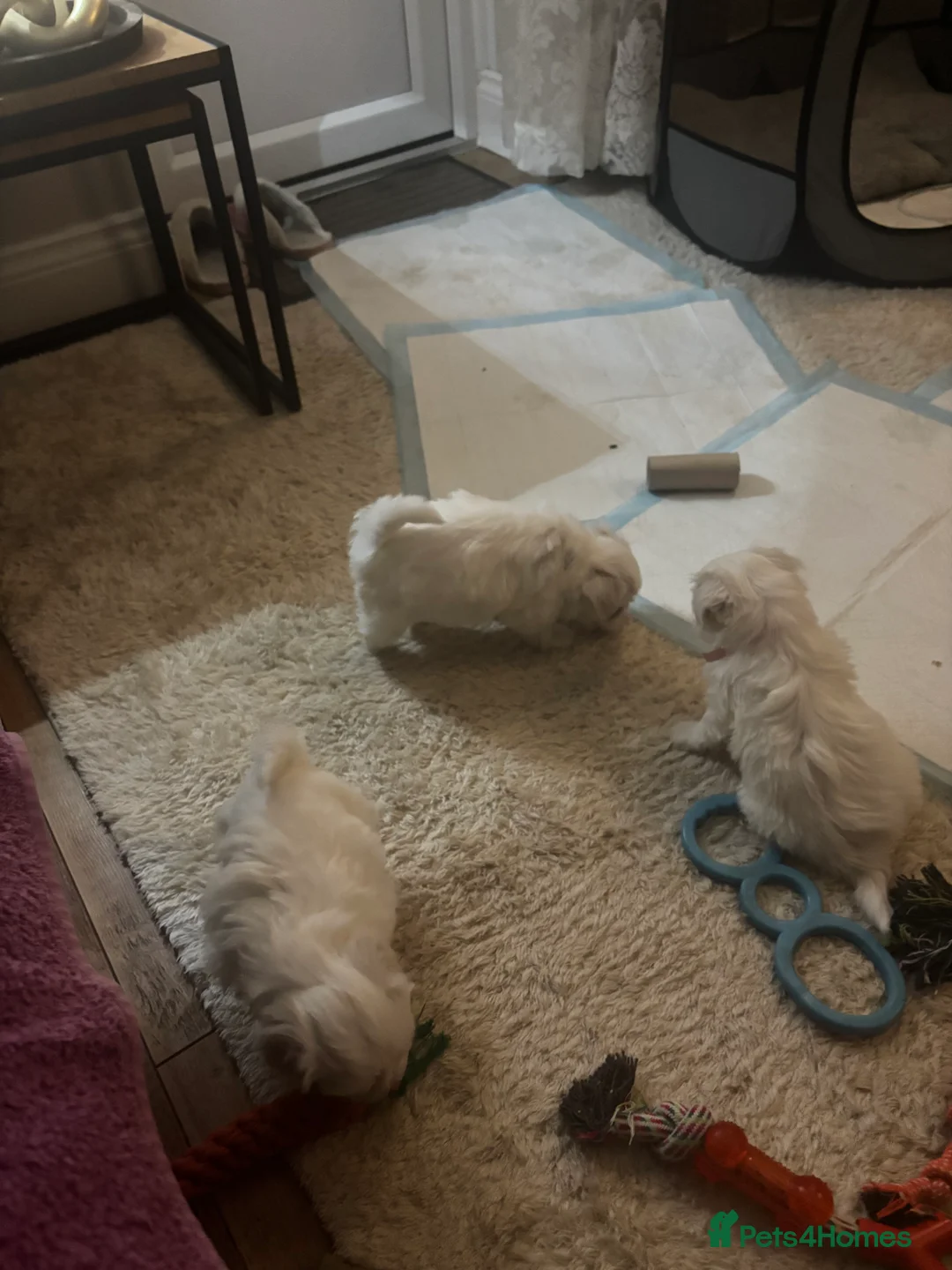 Maltese dogs for sale: Maltese babies - Advert 38