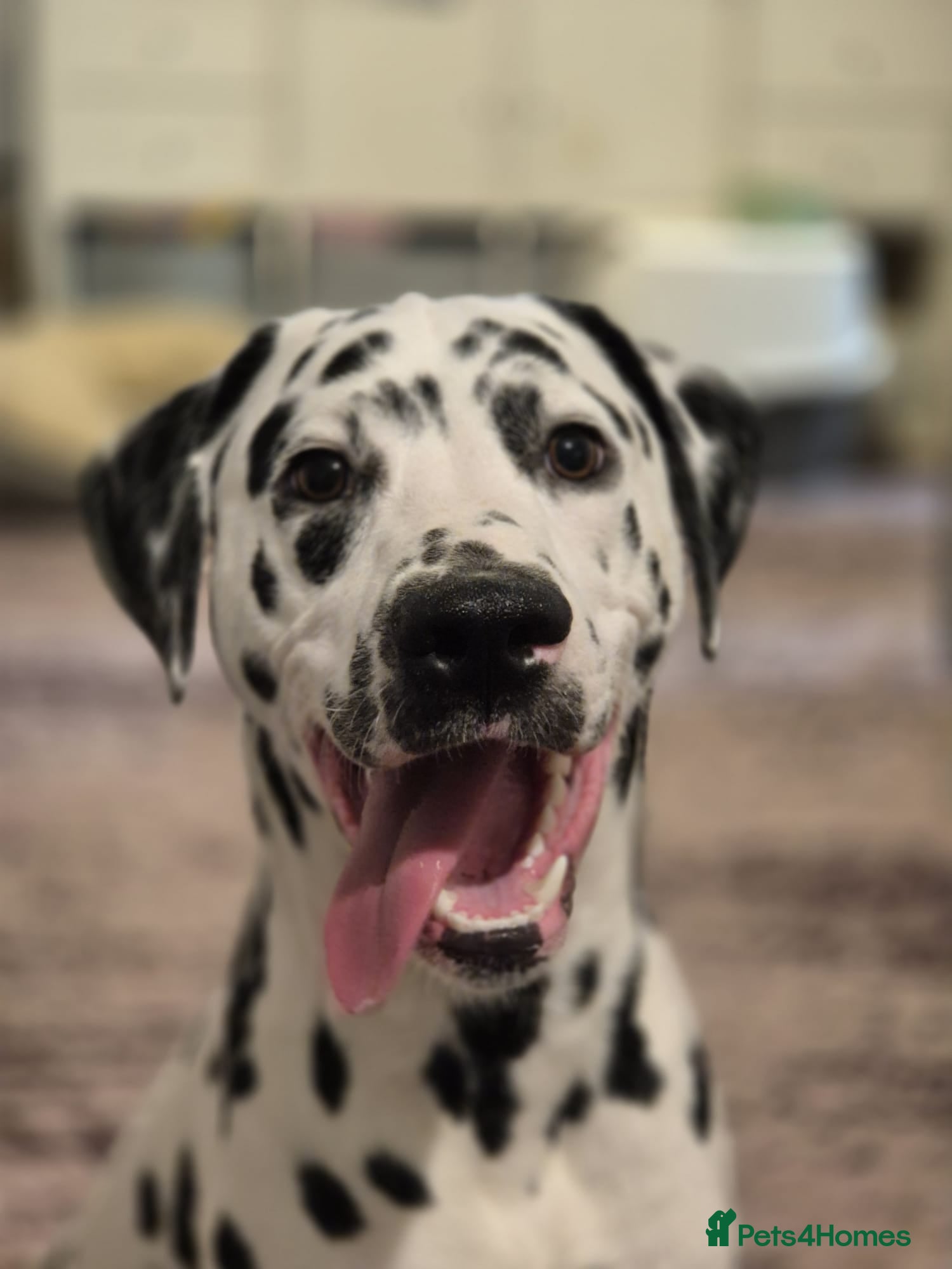 Dalmatian dogs Dalmatian male  - Advert 11