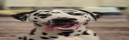 Dalmatian dogs for sale: Dalmatian male  - Advert 1