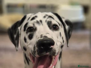 Dalmatian dogs Dalmatian male - Advert 1
