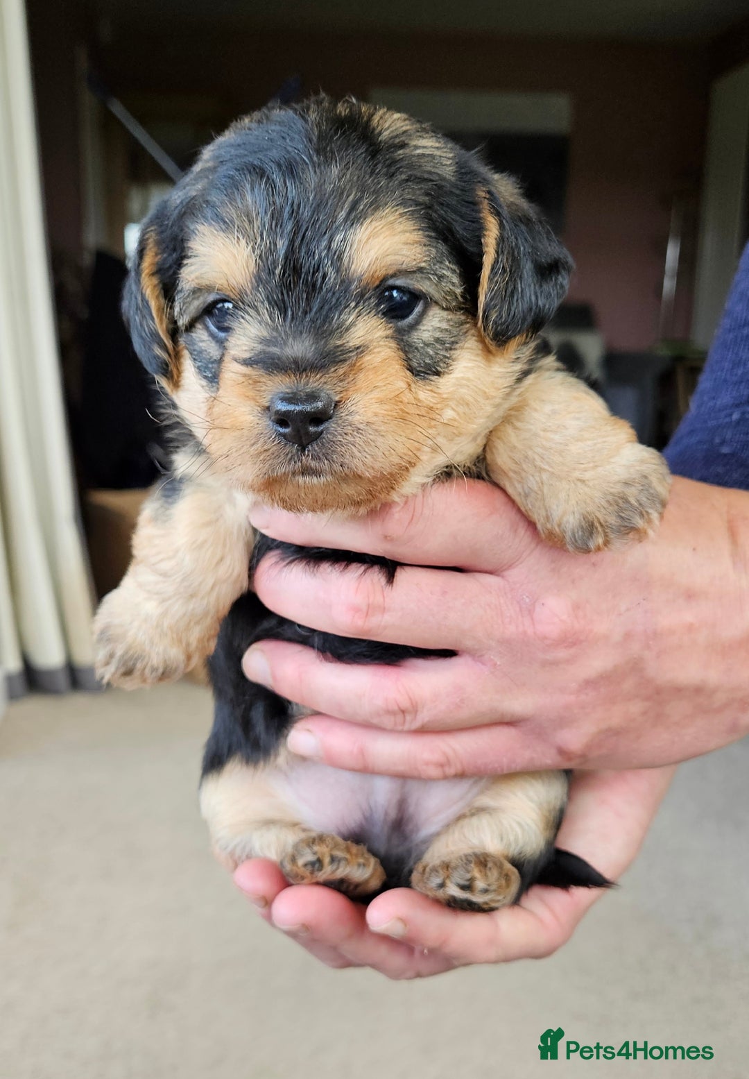 Jackapoo dogs for sale: Jackapoo Puppies - Image 3