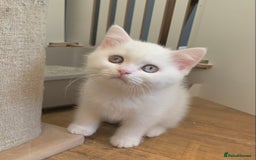 British Shorthair cats for sale: 🐻‍❄️Bundle Of Joy🐻‍❄️ - Image 6