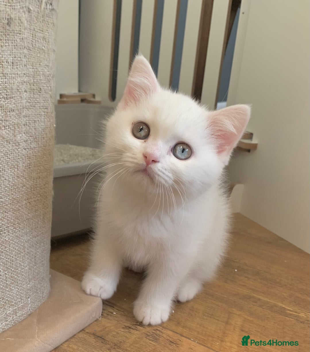 British Shorthair cats for sale: 🐻‍❄️Bundle Of Joy🐻‍❄️ - Image 6
