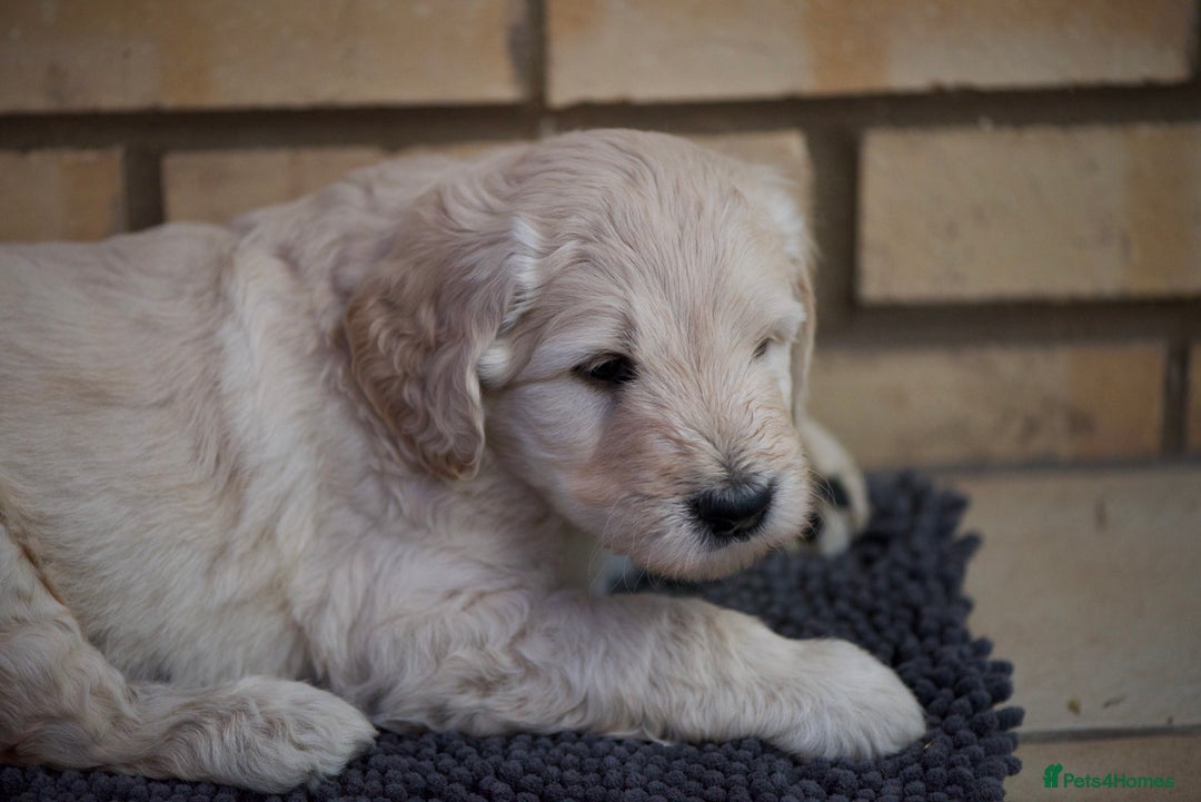 Goldendoodle dogs for sale: Only 2 left of Mela's Marvels F1Bs - Image 12