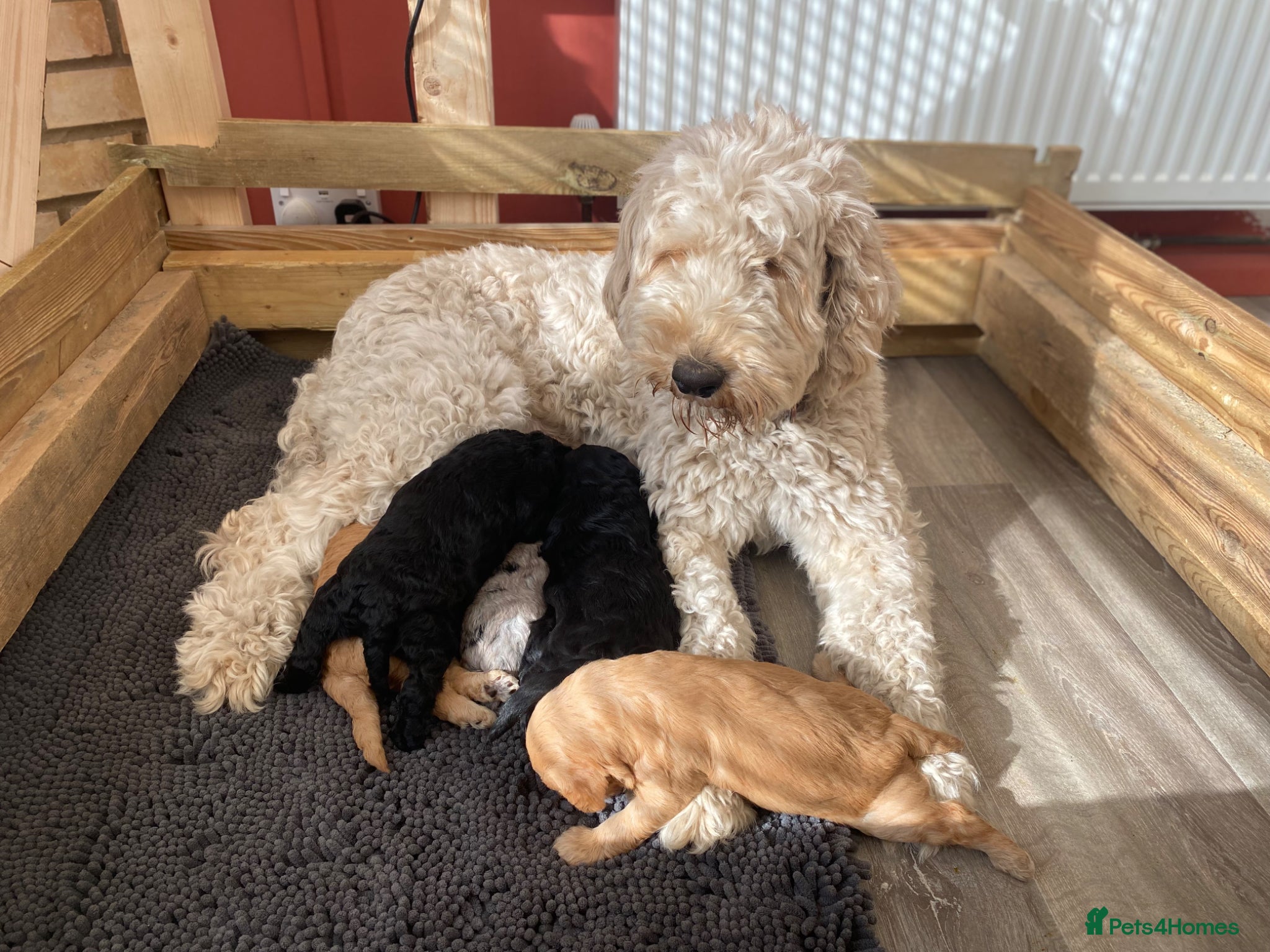 Goldendoodle dogs Rosa's Rascals Miniature Goldendoodles F2BB's - Advert 2