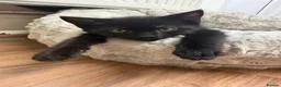 Domestic Shorthair cats for sale: 2 lovely kittens looking for a new home  in Oxford - Advert 2