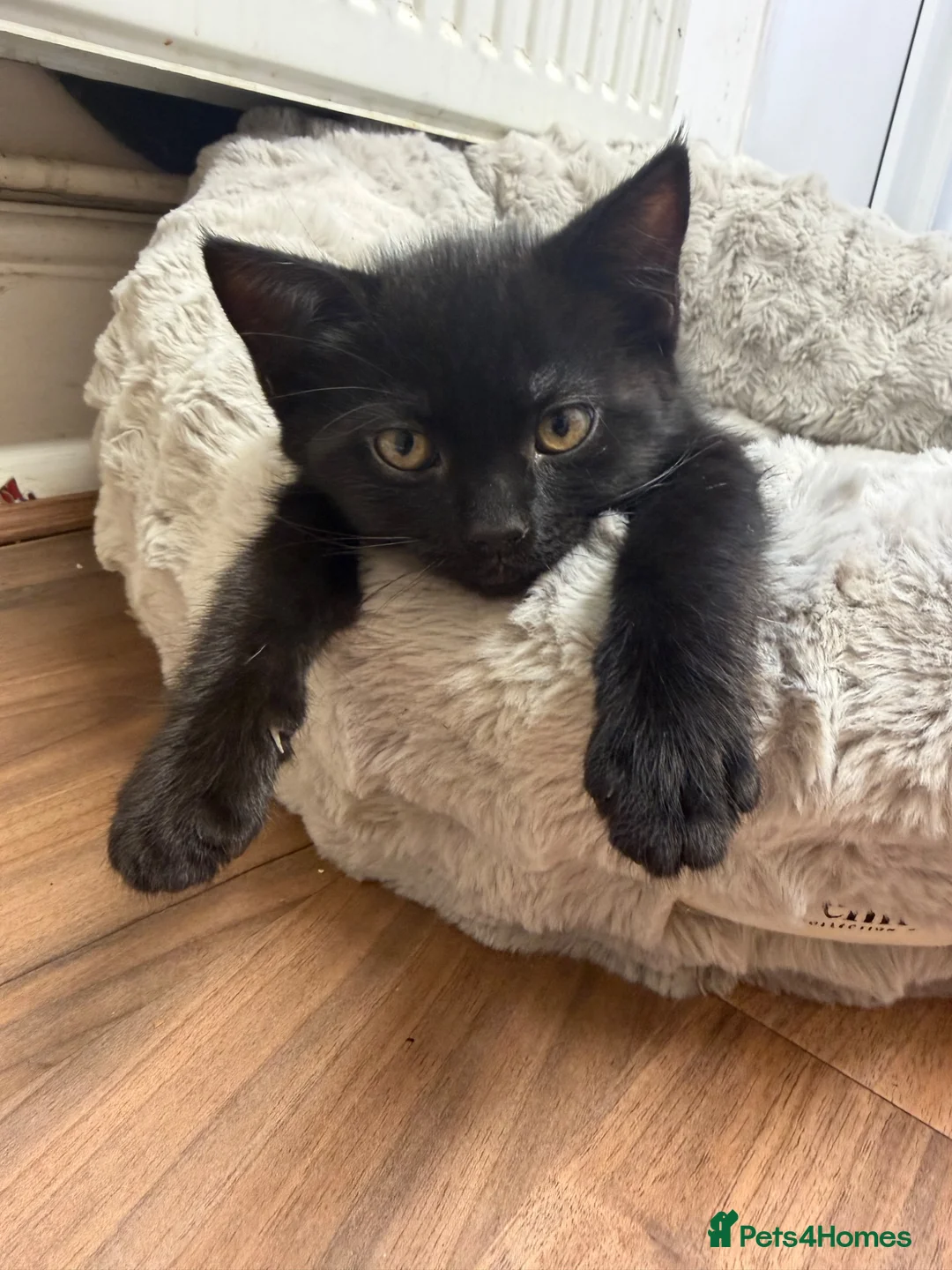 Domestic Shorthair cats for sale: 2 lovely kittens looking for a new home  in Oxford - Advert 2