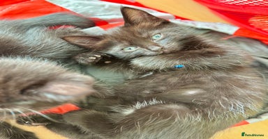 Ragdoll cats - Advert 12