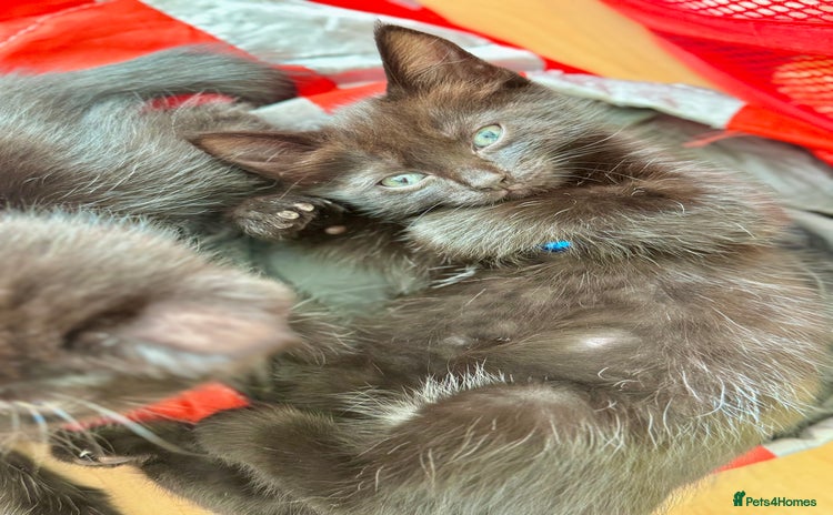 Ragdoll cats - Advert 2