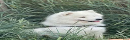 Samoyed dogs for sale: Beautiful Samoyed Puppies .    - Advert 9