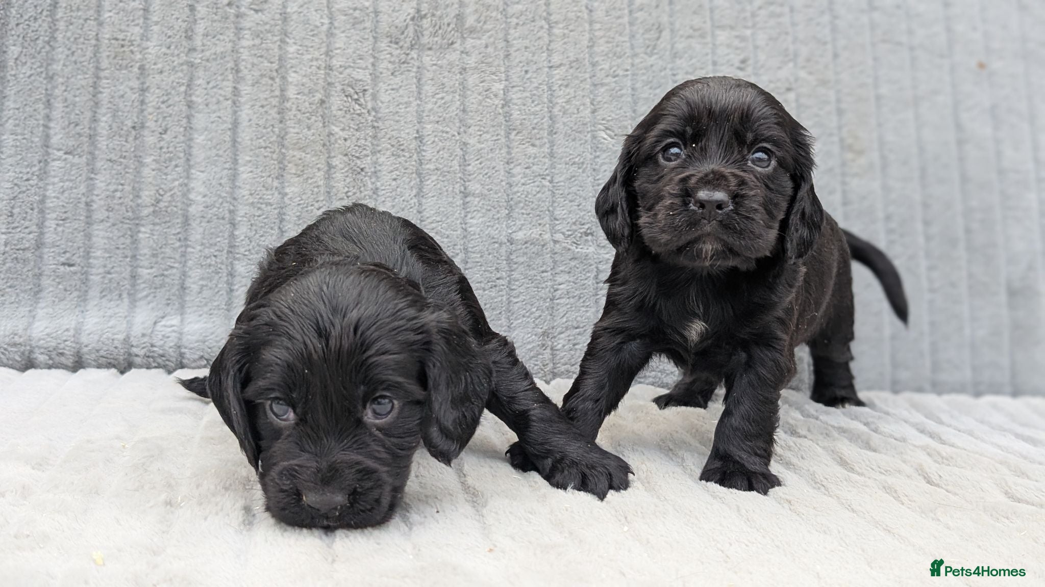 Cocker Spaniel dogs Two Black Cocker Females - Advert 2