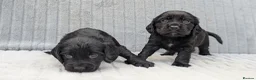 Cocker Spaniel dogs for sale: Two Black Cocker Females - Advert 2