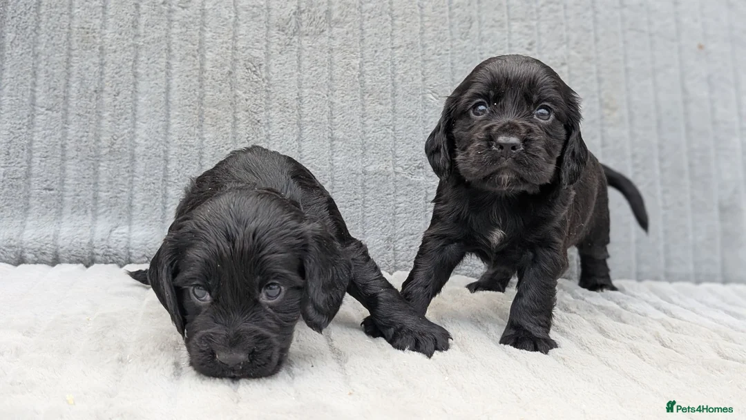 Cocker Spaniel dogs for sale: Two Black Cocker Females - Advert 2