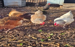 Chickens poultry for sale: Lovely Chickens for Sale –  Just Started Laying - Image 2