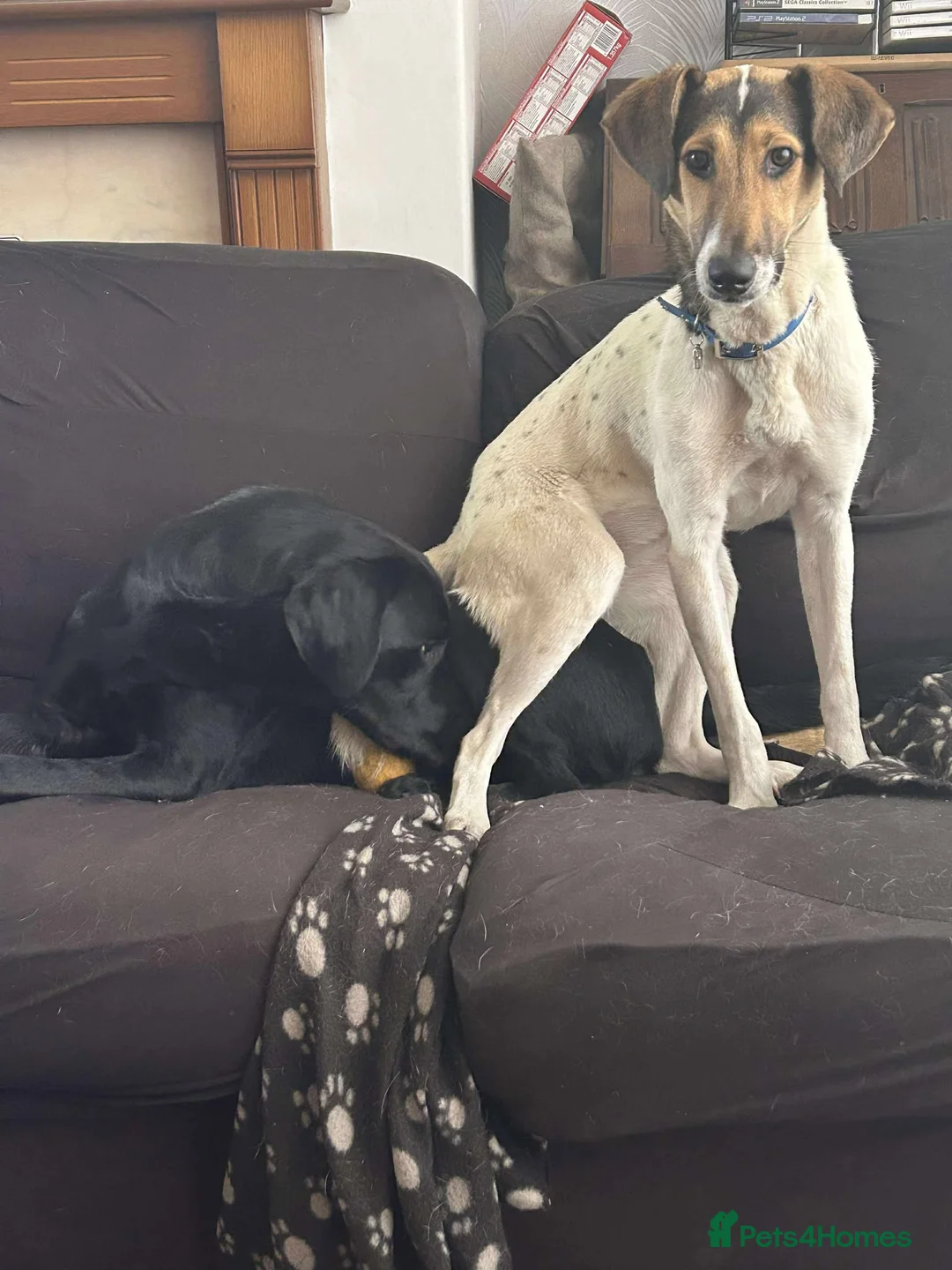 Mixed Breed dogs for adoption: Nora is looking for a loving forever home in Withernsea - Advert 5