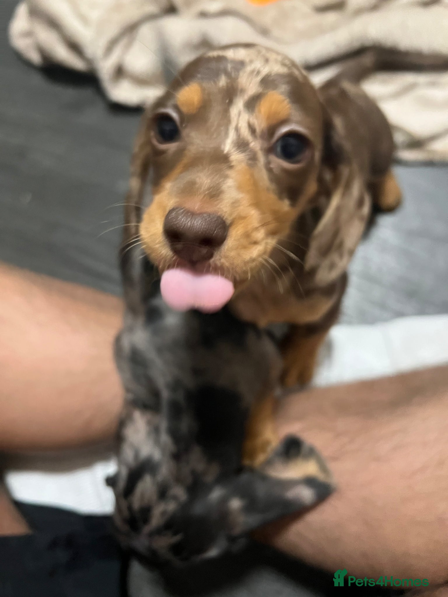 Miniature Dachshund dogs 🐾 ADORABLE MINIATURE DACHSHUND PUPPIES 🐾 - Advert 12