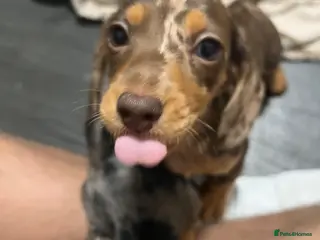 Miniature Dachshund dogs 🐾 ADORABLE MINIATURE DACHSHUND PUPPIES 🐾 - Advert 13