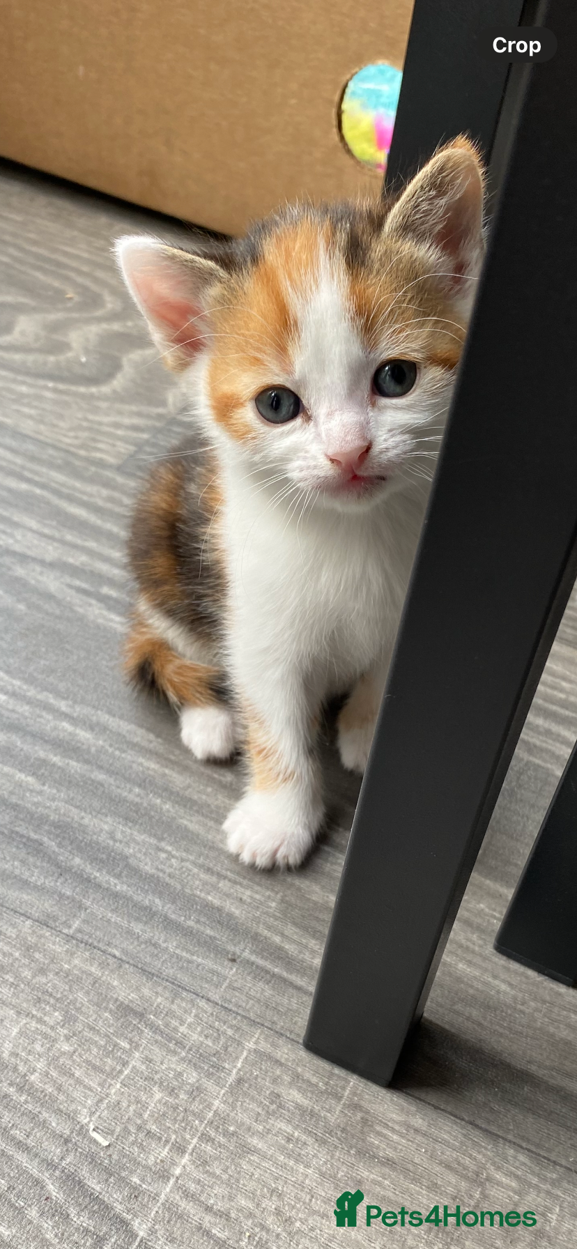 Mixed Breed cats absolutely stunning kittens one little girl left  - Advert 7