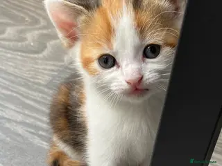 Mixed Breed cats absolutely stunning kittens one little girl left - Advert 7