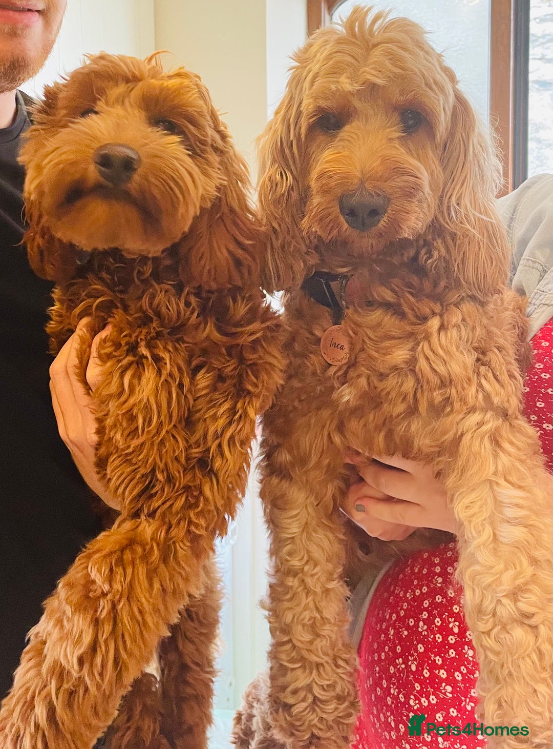 Cockapoo dogs for sale: Red cockapoo  - Image 2