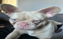 French Bulldog dogs for sale: 2 french bulldogs  - Image 9