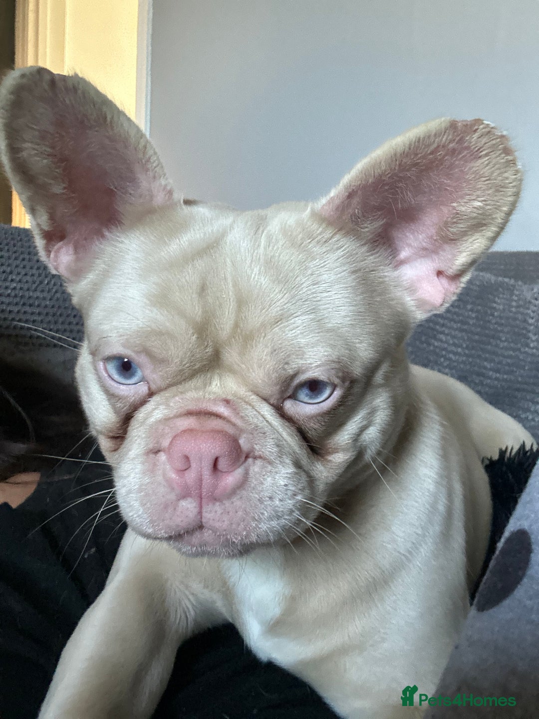 French Bulldog dogs for sale: 2 french bulldogs  - Image 9