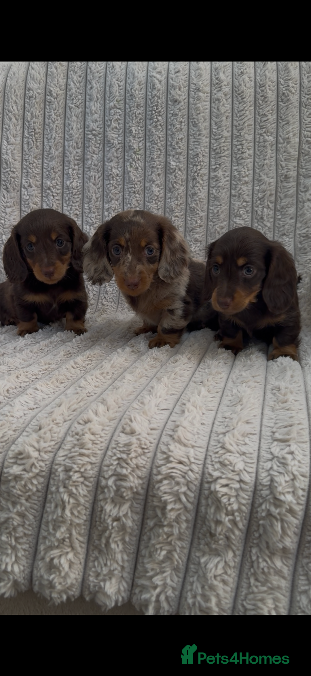 Miniature Dachshund dogs for sale: Quality long hair mini dachshund pups 🏡 - Image 4