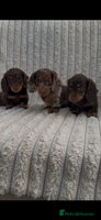 Miniature Dachshund dogs - Advert 7