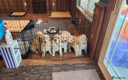 Golden Retriever dogs for sale: 2 Golden Retriever Puppies For Sale - Image 2