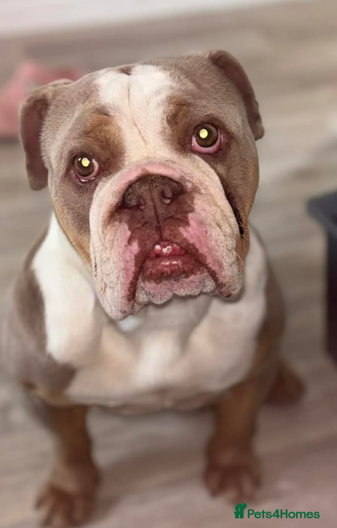 English Bulldog dogs for sale: English bulldog aged 5 for sale in Llanelli - Advert 2