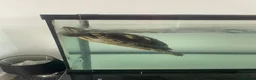 Terrapin reptiles for sale: Yellow belly river terrapins  in Port Talbot - Advert 6