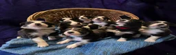 Mixed Breed dogs for sale: Working Bearded Collie cross Border Collie - Advert 3