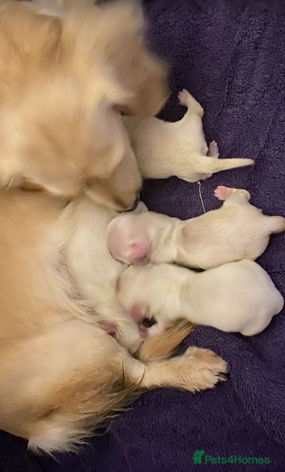 Miniature Dachshund dogs for sale: Clear Creams kc reg - Advert 1