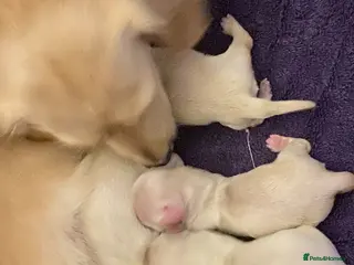 Miniature Dachshund dogs Clear Creams kc reg - Advert 1