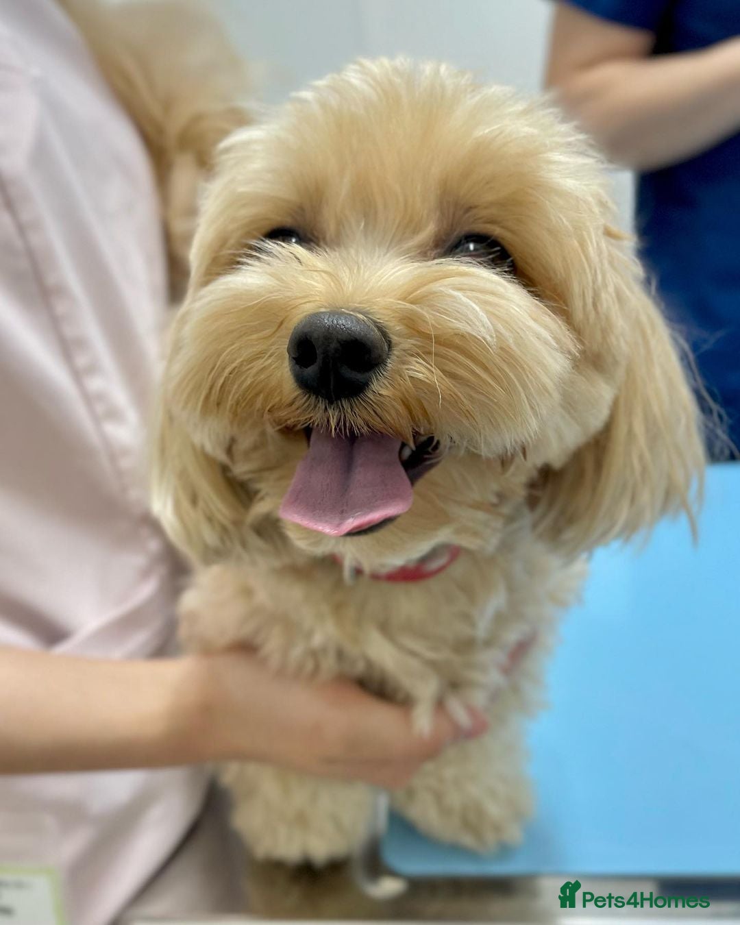 Maltipoo dogs for sale: Beautiful Maltipoo puppy called Daisy - Advert 4