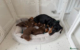 Miniature Dachshund dogs for sale: 4 mini chocolate tan male dachshund puppies - Image 5