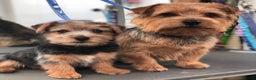 Norfolk Terrier dogs for sale: Silverlily £300 deduction on 1st years insurance! - Advert 20