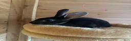 Rex rabbits for sale: Beautiful mini/standard mix Rex Bunnies - Advert 5