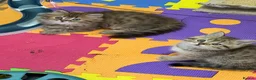 British Shorthair cats for sale: Beautiful  British Shorthair kittens 🐾 - Advert 13