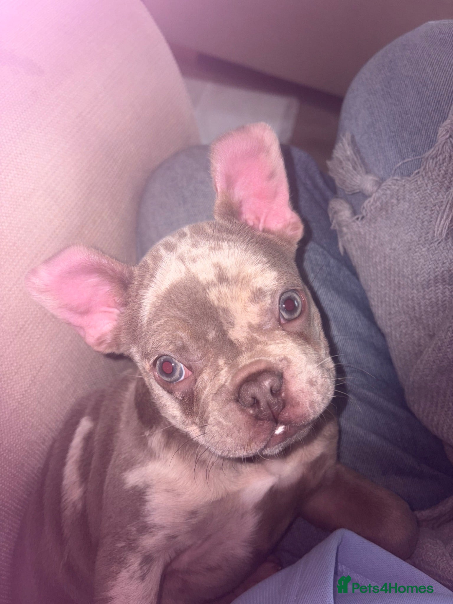 French Bulldog dogs French bulldog puppy rare  - Advert 13