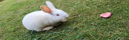 Mixed Breed rabbits for sale: Rabbits in Birmingham - Advert 13