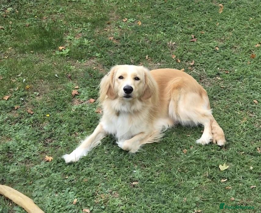 Mixed Breed dogs BANDIT - Almost 3 yrs old, Fluffy Mixed Breed Boy - Advert 9
