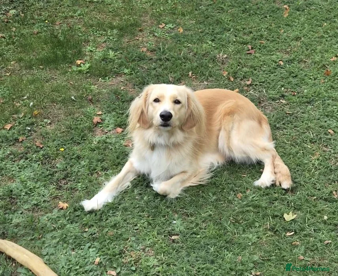 Mixed Breed dogs for adoption: BANDIT - Almost 3 yrs old, Fluffy Mixed Breed Boy in Basingstoke - Advert 1
