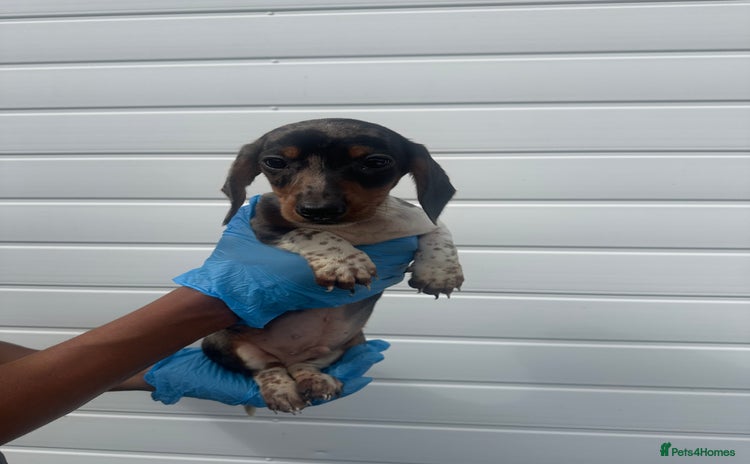 Miniature Dachshund dogs - Advert 1