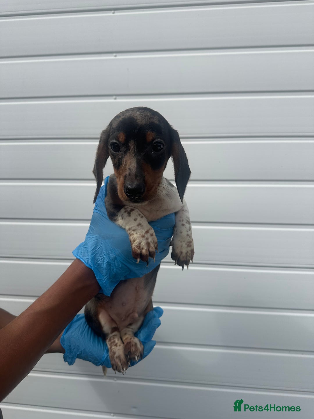 Miniature Dachshund dogs for sale: 2 male mini dachshund  - Image 1